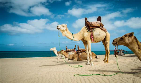Fly til Hurghada	