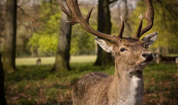 Karlsruhe/Baden-Baden Natur Stadtwald