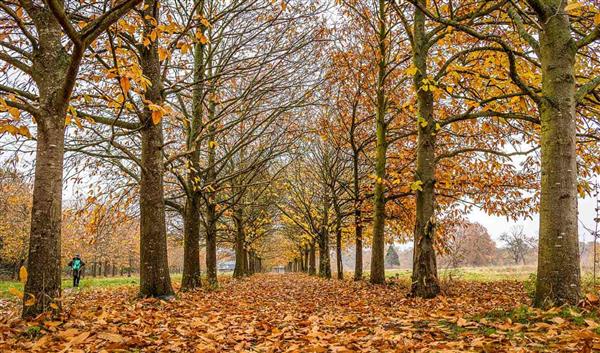 London Natur Epping Forest