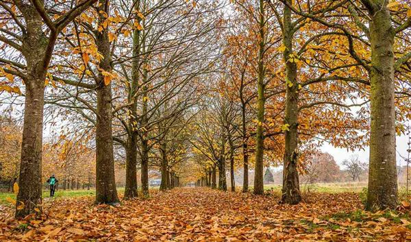 London Nature Epping Forest