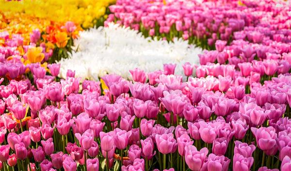 Rotterdam Natur Arboretum trompenburg