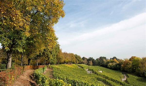 Frankfurt am Main Natur Lohrberg 