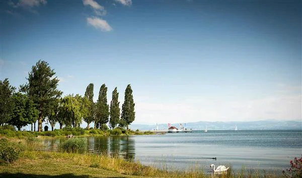 Friedrichshafen Nature Lake Constance