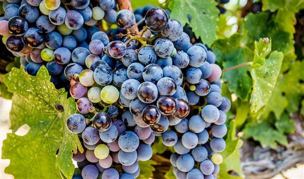 Izmir Culture Vineyards