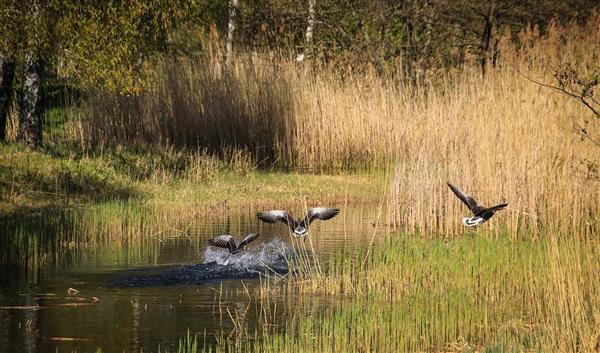 Berlin Natur Britzer Garten