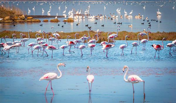 Balikesir  Natur Der See Manyas und das Vogelparadies