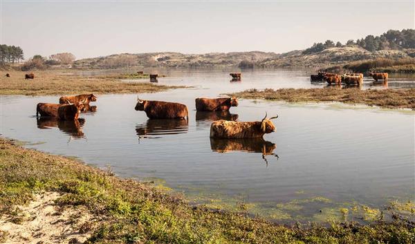 Amsterdam Natur Zuid Kennemerland National Park