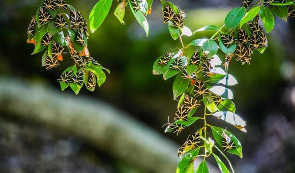 Rhodes Nature Butterfly Valley