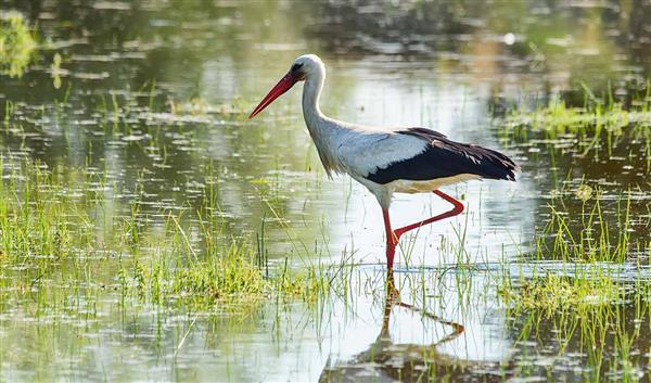 Eskisehir Natur Das Vogelparadies Balıkdamı