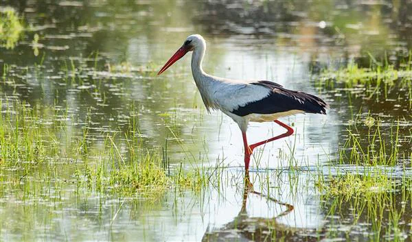Eskisehir Nature Balıkdamı Bird Paradise