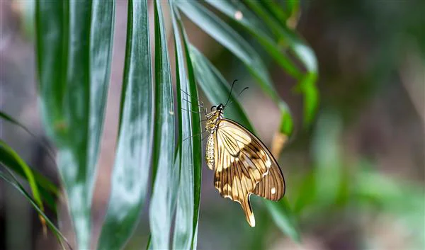 Konya Nature Tropical Butterfly Gardens