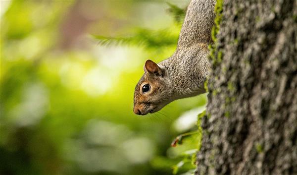 Birmingham Natur Birmingham Wildlife Conservation Park