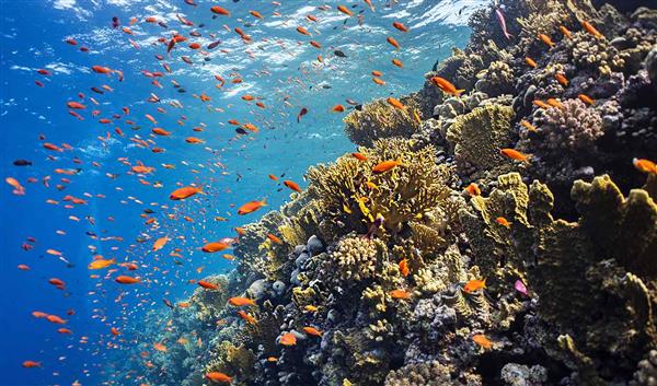 Marsa Alam Natur Elphinstone Riff